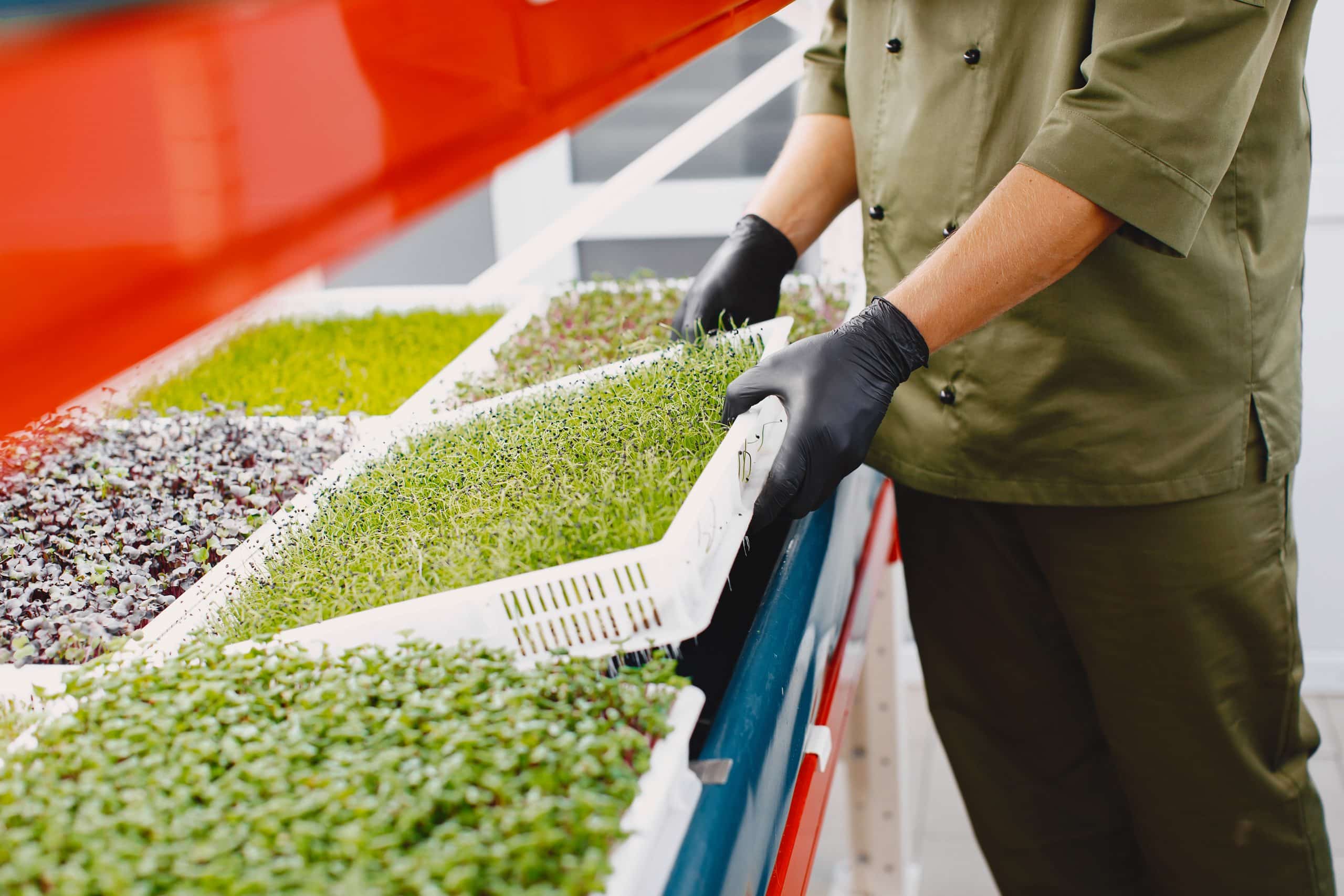 Tendencias y novedades en el sector alimentario. En la imagen vemos un plano medio: en un invernadero, un hombre con guantes sujeta una caja de brotes de cilantro.